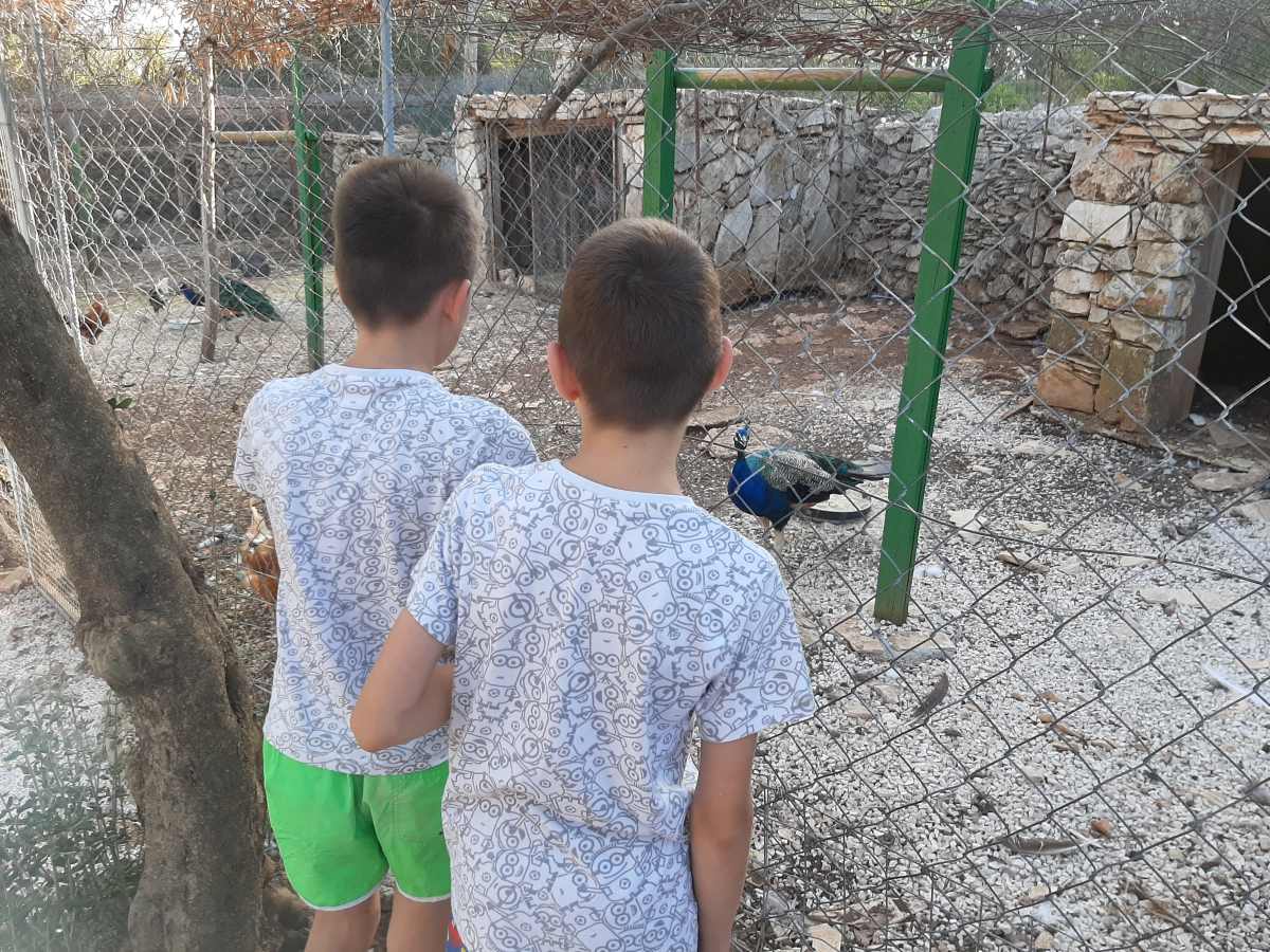 Djeca promatraju domaće životinje u Parku prirode Sutivan